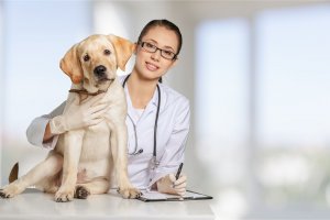 University of Minnesota College of Veterinary Medicine Uses Custom FileMaker App for Canine Genetics Lab